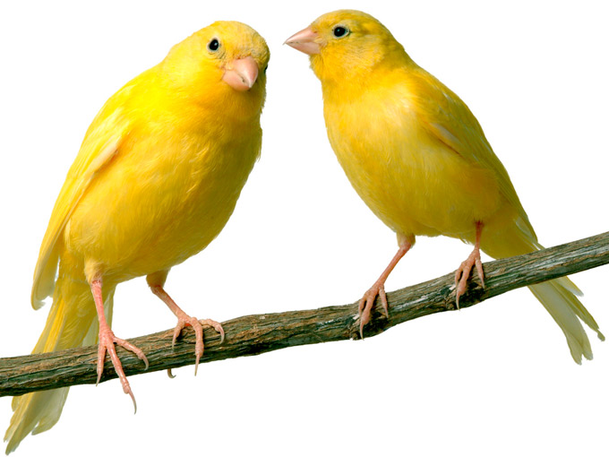 Cómo saber si tu canario está enfermo