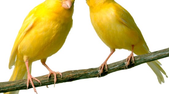 Cómo saber si tu canario está enfermo