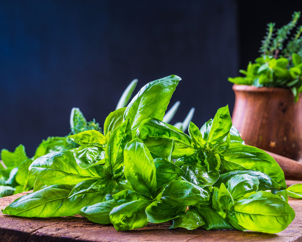 Planta de la albahaca.