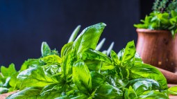 Planta de la albahaca.