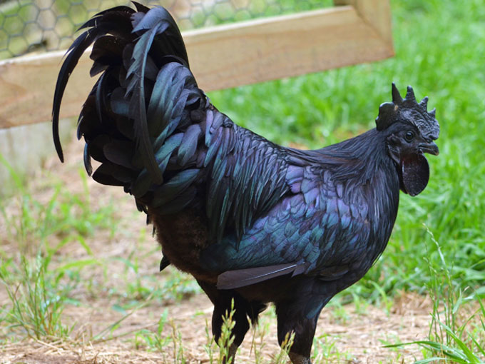 El pollo negro, el pollo más caro del mundo