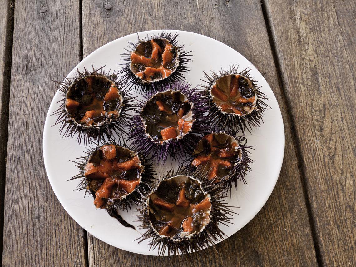 Erizo, el mar en un bocado