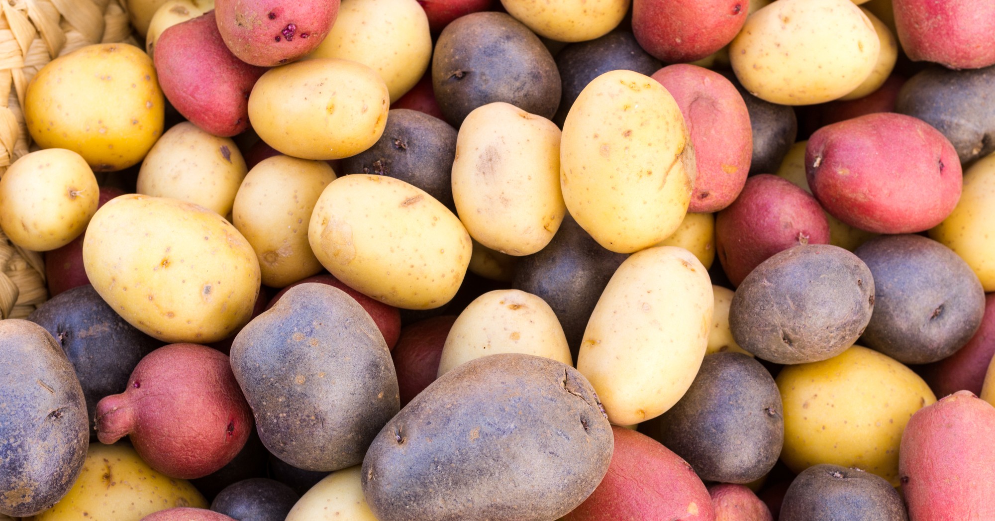 ¿Cuántas variedades de patata hay?