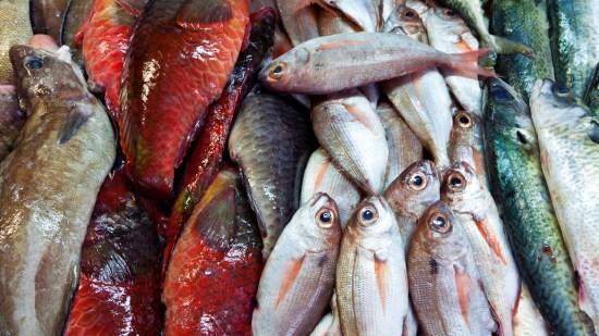 Los peces de río comestibles que puedes utilizar en tus platos