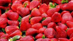 Fresas