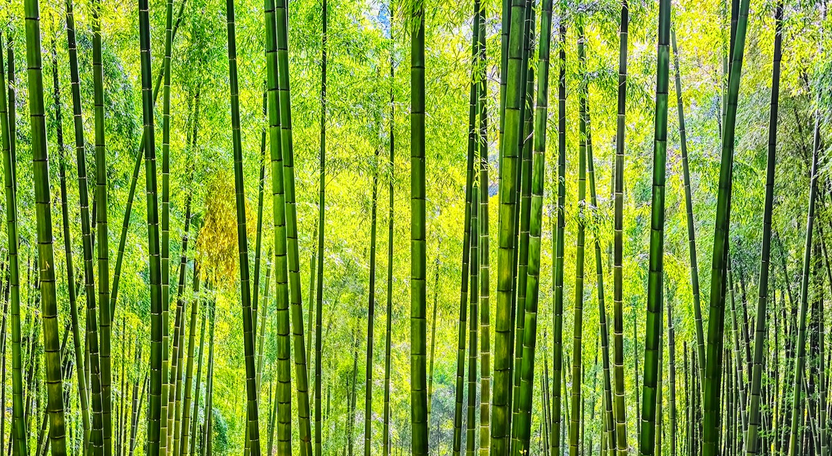 Las propiedades y beneficios increíbles que no conocías del bambú