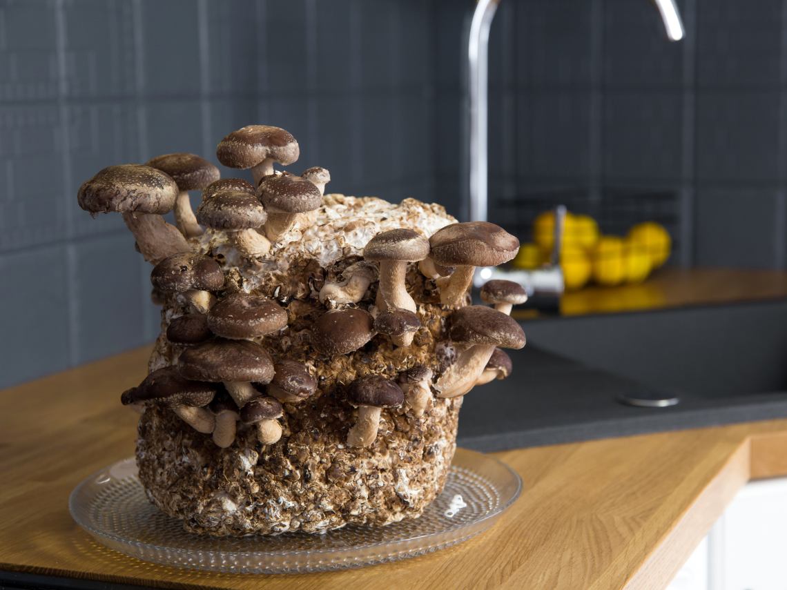 Cómo cultivar setas en casa este otoño