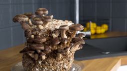 Cómo cultivar setas en casa este otoño