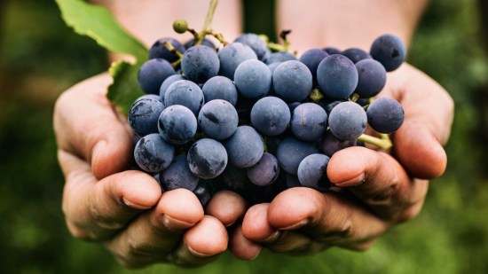 Siete propiedades increíbles que no sabías de las uvas moradas