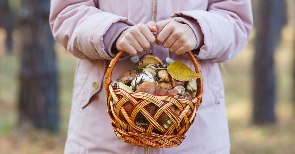 Consejos útiles para la recolección de setas silvestres