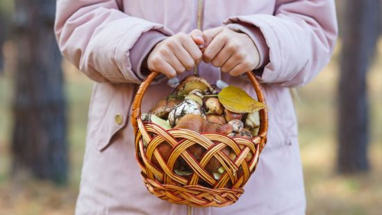 Consejos útiles para la recolección de setas silvestres