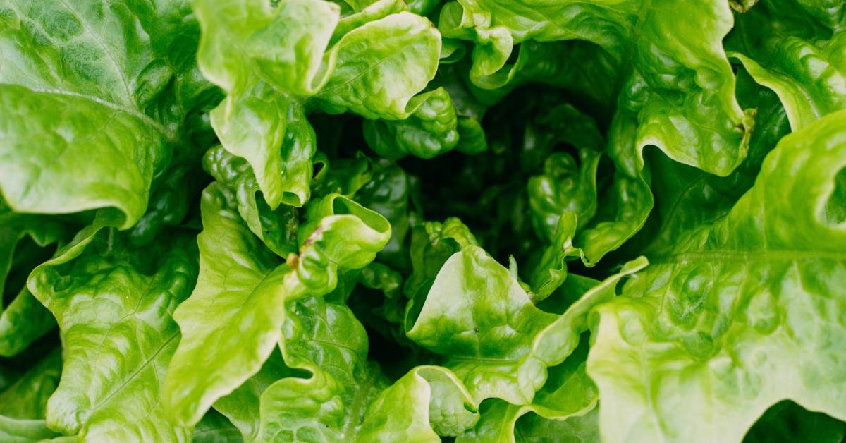 El sencillo truco para que la lechuga te dure fresca un mes