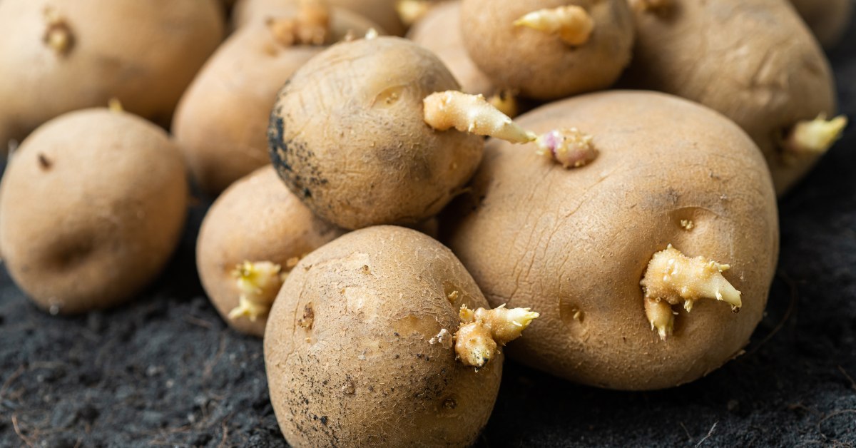 Patatas con brotes: ¿las podemos comer?