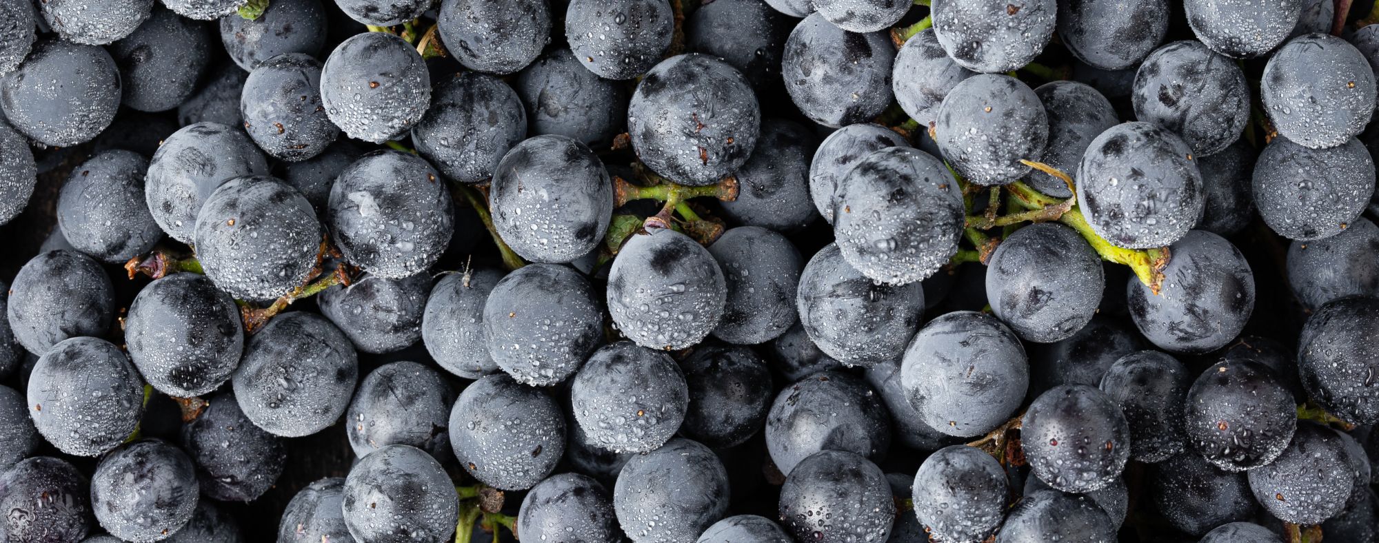 Las uvas sin semillas son transgénicas