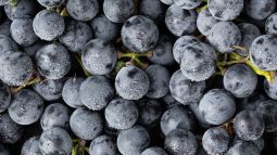 Las uvas sin semillas son transgénicas