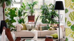 plantas naturales para interior fáciles de cuidar