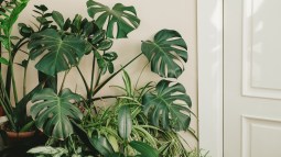 plantas naturales para interior fáciles de cuidar