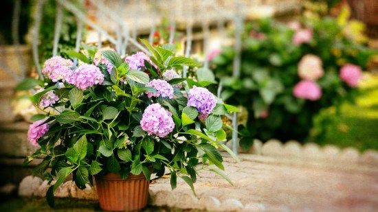 Características de las hortensias