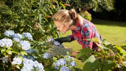 Características de las hortensias