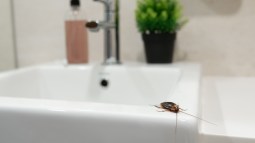 Cucaracha en el baño