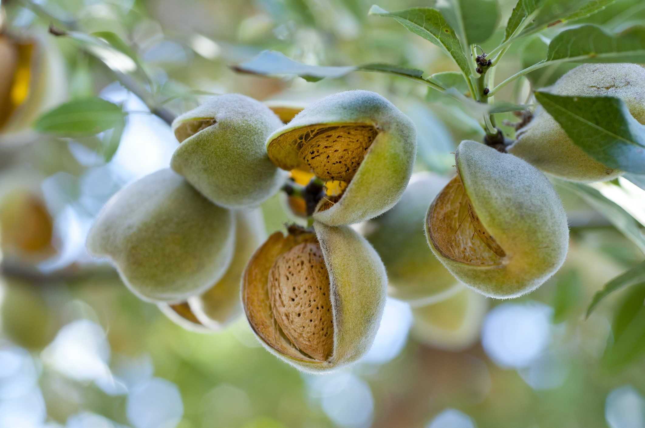 Almendras en el árbol