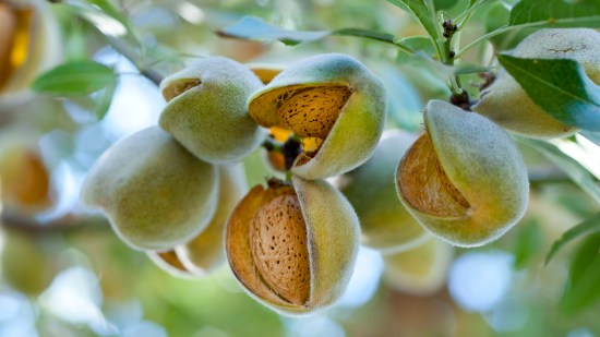 Almendras en el árbol
