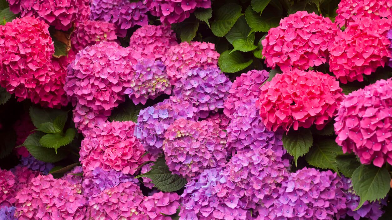 Cuidado de hortensias: errores comunes y cómo evitarlos