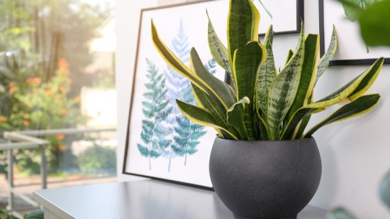 Sansevieria
