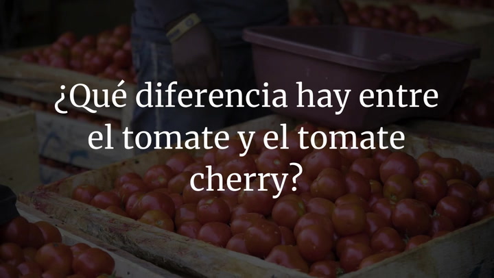 ¿Qué diferencia hay entre el tomate y el tomate cherry?