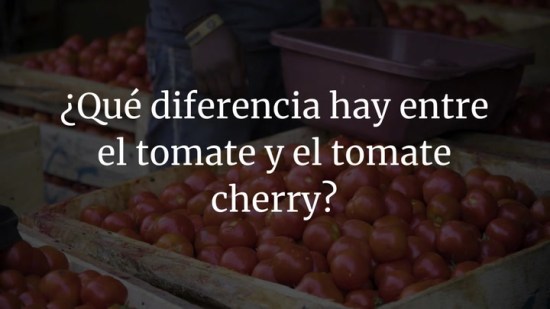 ¿Qué diferencia hay entre el tomate y el tomate cherry?