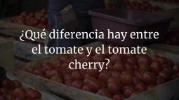 ¿Qué diferencia hay entre el tomate y el tomate cherry?