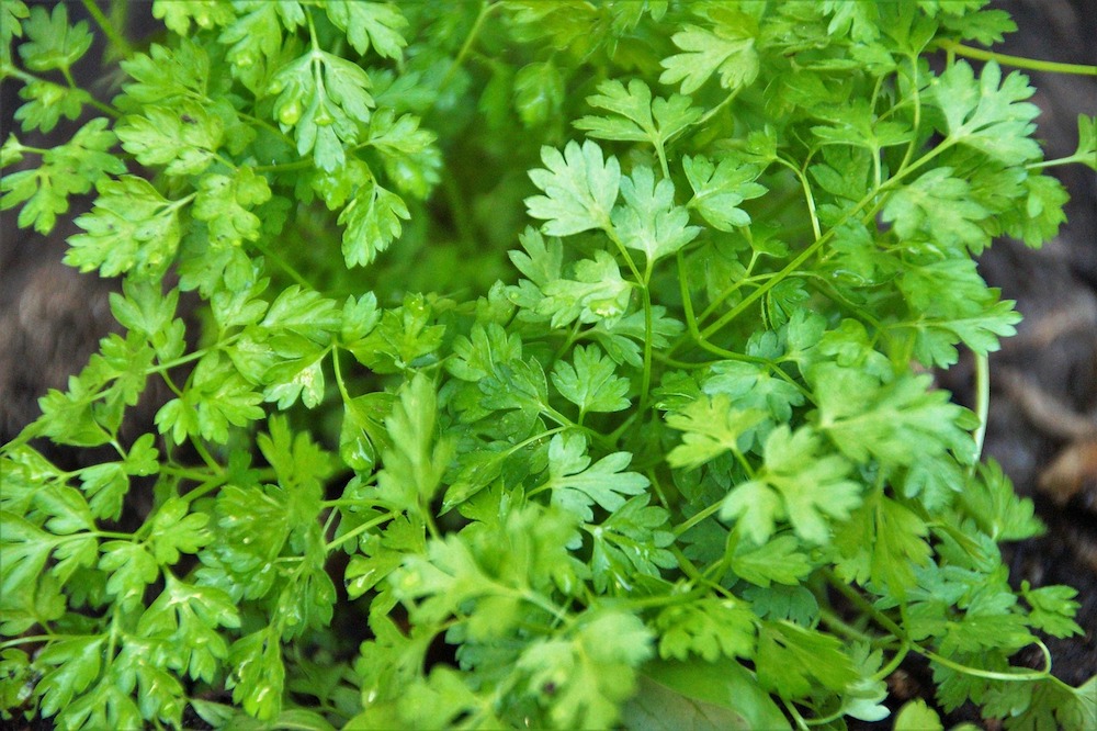 chervil-4164701_1280