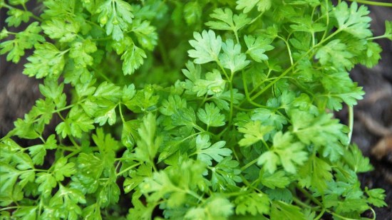 chervil-4164701_1280