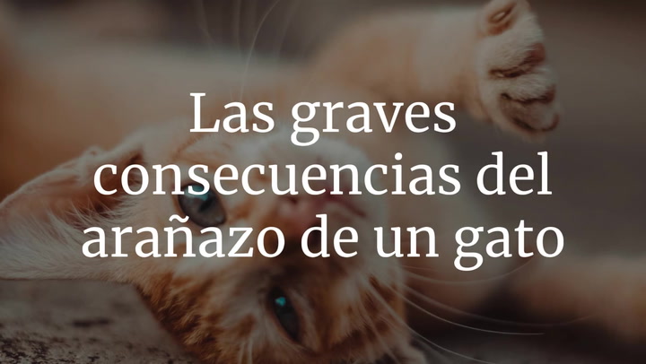 ¿Solo un rasguño? Las graves consecuencias del arañazo de un gato