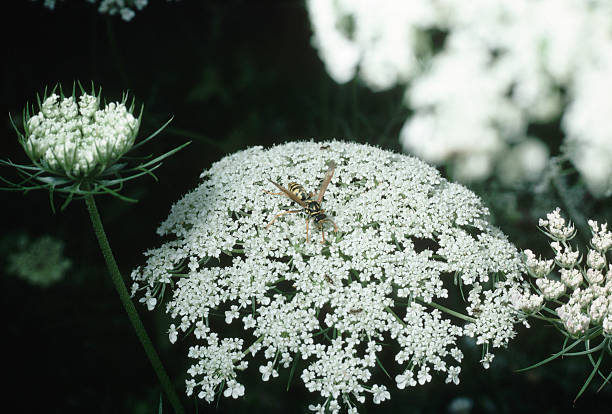 gettyimages-529262994-612x612