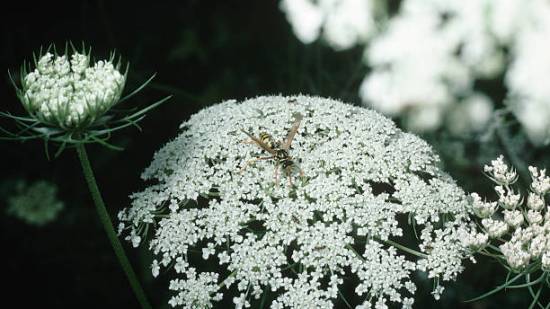 gettyimages-529262994-612x612