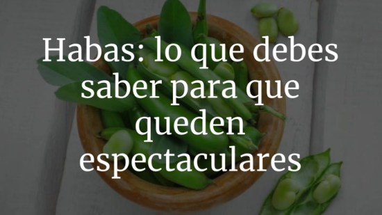 Habas: todos lo que debes saber para que queden espectaculares