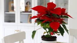 gettyimages-1299265499-612x612