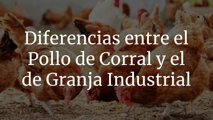 ¿En qué se diferencia el pollo de corral del de granja industrial?
