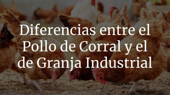 ¿En qué se diferencia el pollo de corral del de granja industrial?