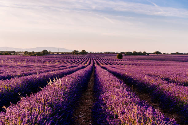 Campos de lavanda en Brihuega, Guadalajara
