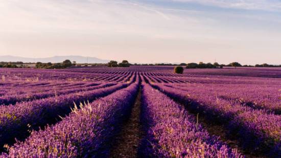 Campos de lavanda en Brihuega, Guadalajara