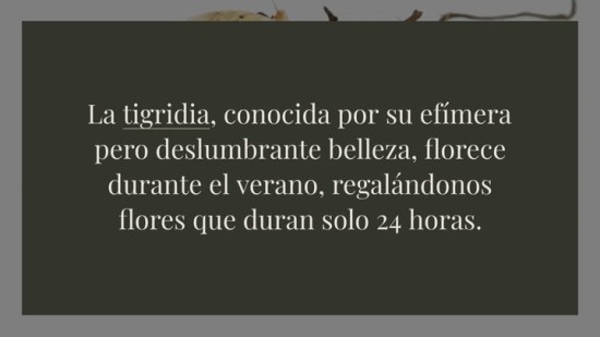 Tigridia La Flor De Un D A