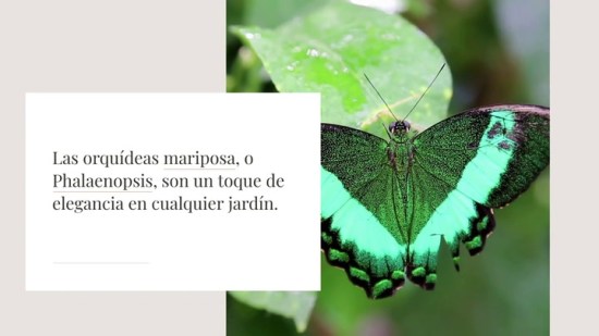 Cuidados B Sicos Para Las Orqu Deas Mari.