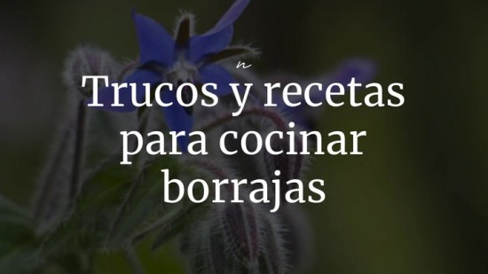 Trucos Y Recetas Para Cocinar Borrajas