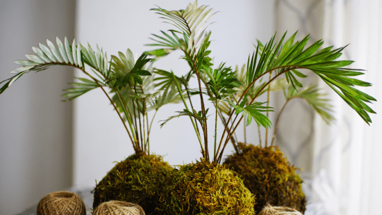 Tres Omotesandō Plants kokedamas