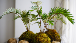 Tres Omotesandō Plants kokedamas