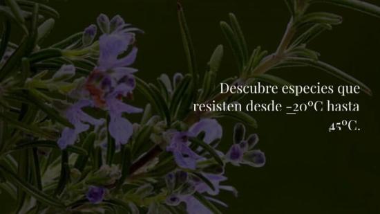 Las Plantas Con Flores De Exterior M S R