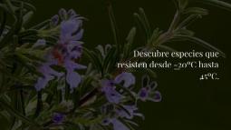 Las Plantas Con Flores De Exterior M S R