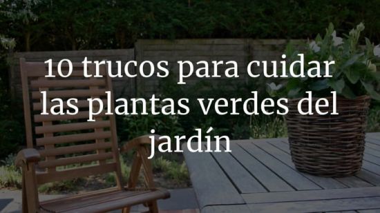 10 trucos para cuidar las plantas verdes del jardín